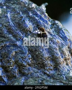 WESTERN Honey Bee trinkt Wasser aus dem Brunnen, Los Angeles, Kalifornien, 9. Mai 2021 Foto von Jennifer Graylock-Graylock.com 917-519-7666 Stockfoto