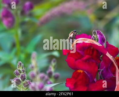 WESTERN Honey Bee sammelt Pollen von einer Drachenblume, Los Angeles, Kalifornien, 9. Mai 2021 Foto von Jennifer Graylock-Graylock.com 917-519-7666 Stockfoto