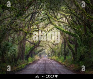 Eichenbaumtunnel auf der Insel Edisto Stockfoto