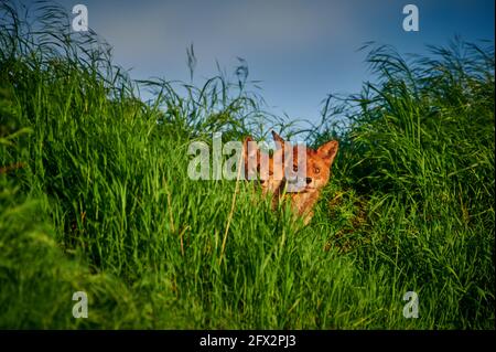 Rotfuchs (Vulpes vulpes) mit im hohen Gras verstecktem Welpen, Heinsberg, Nordrhein-Westfalen, Deutschland Stockfoto