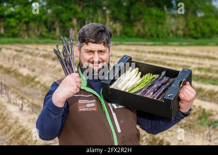 Bauer Scholtheis vom Niederrhein während der Spargelernten mit weißem, grünem und Violettem oder lila Spargel. The selte Sorte stammed from Italy and Stockfoto