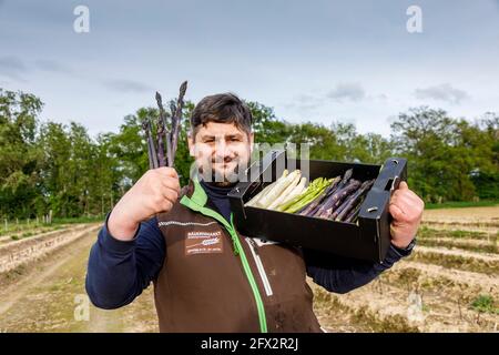 Bauer Scholtheis vom Niederrhein während der Spargelernten mit weißem, grünem und Violettem oder lila Spargel. The selte Sorte stammed from Italy and Stockfoto