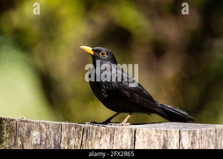 Nahaufnahme eines einzigen männlichen Amsel Turdus merula Im Profil auf einem Holzstumpf mit gelbem Schnabel und Auffälliger Augenring Stockfoto