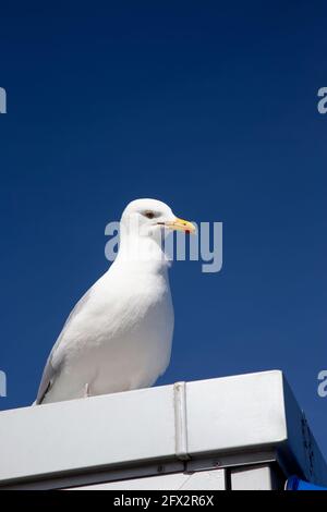 Große europäische Heringsmöwe, die auf dem Dach eines kiosk am Pier von Llandudno vor einem tiefblauen Himmel Stockfoto