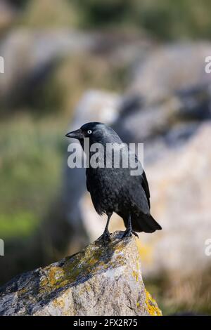 Eurasische oder westliche Jackdaw Corvus monedula auf einem Kalkstein Rock on Uplands in North Wales Stockfoto