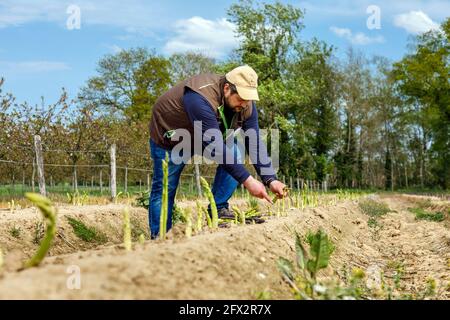 Bauer Scholtheis vom Niederrhein während der Ernte von Grünem Spargel. Stockfoto