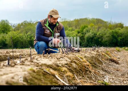 Bauer Scholtheis vom Niederrhein während der Ernte von Violettem oder lila Spargel. The selte Sorte stammt from Italy and has a hohen to Stockfoto