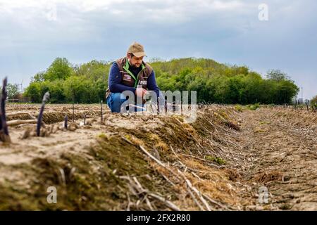 Bauer Scholtheis vom Niederrhein während der Ernte von Violettem oder lila Spargel. The selte Sorte stammt from Italy and has a hohen to Stockfoto