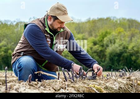 Bauer Scholtheis vom Niederrhein während der Ernte von Violettem oder lila Spargel. The selte Sorte stammt from Italy and has a hohen to Stockfoto