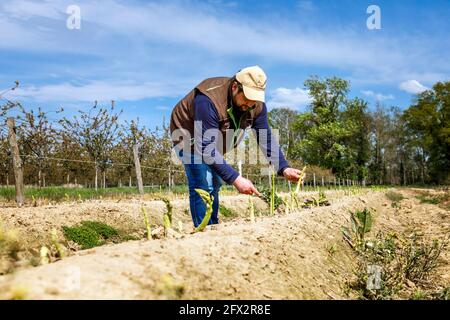 Bauer Scholtheis vom Niederrhein während der Ernte von Grünem Spargel. Stockfoto