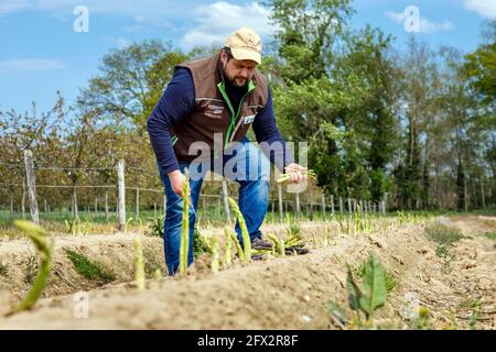 Bauer Scholtheis vom Niederrhein während der Ernte von Grünem Spargel. Stockfoto