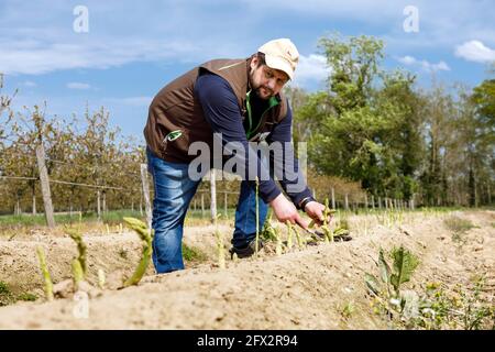 Bauer Scholtheis vom Niederrhein während der Ernte von Grünem Spargel. Stockfoto