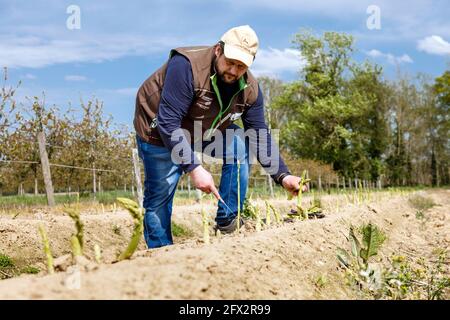 Bauer Scholtheis vom Niederrhein während der Ernte von Grünem Spargel. Stockfoto