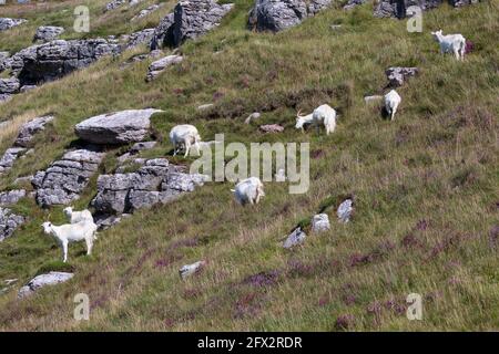 Eine Herde wilder Kashmiri-Ziegen Capra markhor wandern und grasen auf den grasbewachsenen Hängen der Great Orme Landzunge in Llandudno, Nordwales Stockfoto