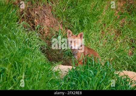 Rotfuchs (Vulpes vulpes), Fuchswelpe vor der Höhle, Heinsberg, Nordrhein-Westfalen, Deutschland Stockfoto