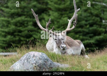 Woodland Caribou at Rest, Salmonier Nature Park, Neufundland, Kanada Stockfoto