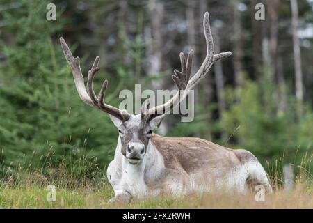 Woodland Caribou at Rest, Salmonier Nature Park, Neufundland, Kanada Stockfoto