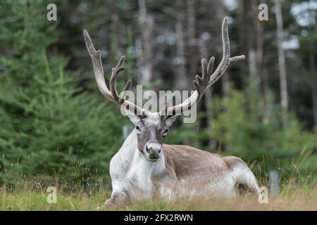 Woodland Caribou at Rest, Salmonier Nature Park, Neufundland, Kanada Stockfoto