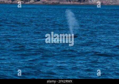 Buckelwale, Witless Bay Ecological Reserve, Neufundland, Kanada Stockfoto