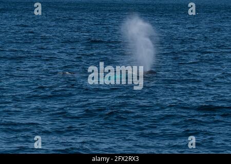 Buckelwale, Witless Bay Ecological Reserve, Neufundland, Kanada Stockfoto