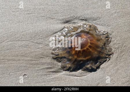Lion's Mane Quallen am Strand von Point Lance, Neufundland Stockfoto