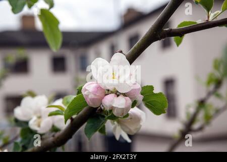 Nahaufnahme der Blüte am Apfelbaum in Blüte Stockfoto