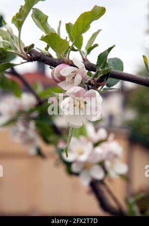 Nahaufnahme der Blüte am Apfelbaum in Blüte Stockfoto