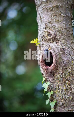 Ein gewöhnlicher Star, Sturnus vulgaris, schaut aus einem Nest in einem Kirschbaum. Stockfoto