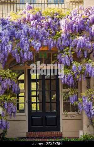 Wisterienblüten bedecken die Bibliothek in Dumbarton Oaks im Nordwesten von Washington, D.C. Stockfoto