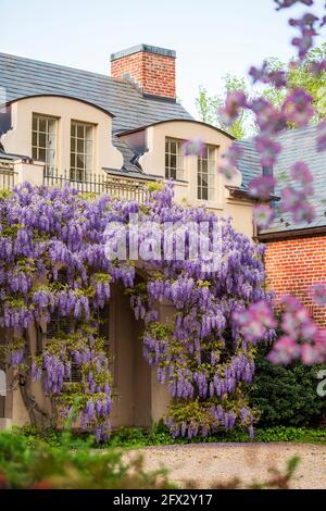 Wisterienblüten bedecken die Bibliothek in Dumbarton Oaks im Nordwesten von Washington, D.C. Stockfoto