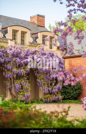 Wisterienblüten bedecken die Bibliothek in Dumbarton Oaks im Nordwesten von Washington, D.C. Stockfoto