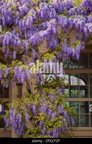 Wisterienblüten bedecken die Bibliothek in Dumbarton Oaks im Nordwesten von Washington, D.C. Stockfoto