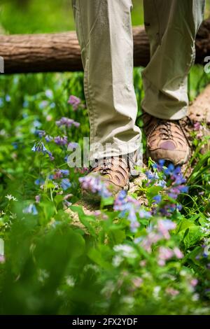 Nahansicht von Wanderschuhen auf einem Baumstamm. Virginia Bluebells. Im Vordergrund und im Hintergrund. Vertikal. Stockfoto