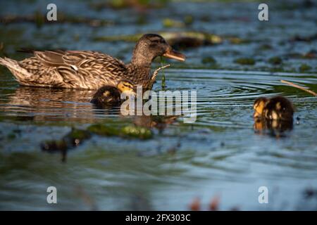 Eine Mutter Ente und ihre Enten am Teich von Constitution Gardens in der National Mall in Washington, D.C. Stockfoto