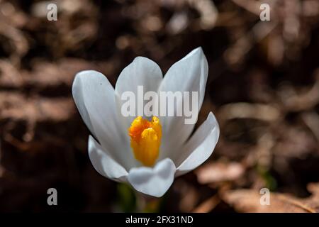 Weiße Krokuspflanze in ihrer ganzen Schönheit, Makro Stockfoto