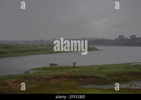 Hoogly, Indien. Mai 2021. Ein Mann mit seiner Kuh sah, wie er im Regen in Richtung seiner Heimat ging, bevor der Wirbelsturm YaaS im Westen Bengalens landet.der Wirbelsturm YaaS wird wahrscheinlich am 26. Mai, Mittwochmorgen, zwischen den Küstengebieten von Balasore und Digha landen. Als sehr schwerer Wirbelsturm kann es in den Küstengebieten von West Bengalen und Nord-Odisha zu starken Niederschlägen kommen. (Foto: Tamal Shee/SOPA Images/Sipa USA) Quelle: SIPA USA/Alamy Live News Stockfoto