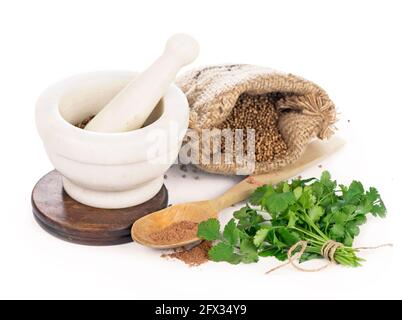 Koriander frische Grüns cilantroisoliert auf dem weißen. Stockfoto