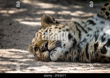 Der Erwachsene Amur-Leopard, Panthera pardus orientalis, ruht im aufgetupften Sonnenlicht. Eine der seltensten Wildkatzen der Welt und vom Aussterben bedroht, mit On Stockfoto