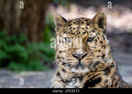 Erwachsener Amur-Leopard, Panthera pardus orientalis, Nahaufnahme Porträt. Eine der seltensten Wildkatzen der Welt und vom Aussterben bedroht, mit nur Aroun Stockfoto