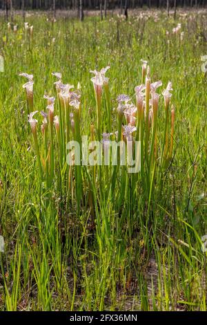 Crimson oder White-ouped Pitcher Plant (Sarracenia leucophylla), Florida, Alabama, USA, von James D Coppinger/Dembinsky Photo Stockfoto