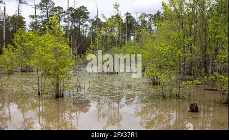 Beaver Pond, aktiv, Northwestern Florida, USA, von James D. Coppinger/Dembinsky Photo Assoc Stockfoto