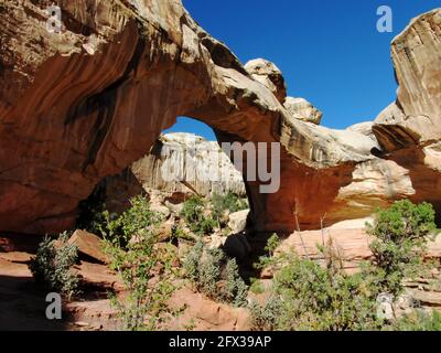 Blick auf die Hickman Bridge, eine natürliche Sandsteinbrücke, an einem klaren, sonnigen Tag im Capitol Reef National Park Utah, USA Stockfoto