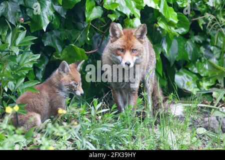 London, Großbritannien, 25. Mai 2021: Ein Fuchs und sein Junge in einem Garten in Clapham, Süd-London. Das Junge wurde schwer verletzt und verlor möglicherweise ein Auge. Der Vater ist in der Pflege des Jungen, da die Mutter überhaupt nicht gesehen wurde. Ein weiteres Junge ist gestorben. Das Junge praktizierte das Stumpfen und Klettern auf den Schultern des Vaters. Als Vater versuchte, ein Nickerchen zu machen, kletterte das Junge über ihn, bis der Fuchs auf seinem Rücken rollte und ihn mit allen vier Beinen abstieß. Anna Watson/Alamy Live News Stockfoto