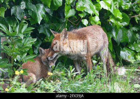 London, Großbritannien, 25. Mai 2021: Ein Fuchs und sein Junge in einem Garten in Clapham, Süd-London. Das Junge wurde schwer verletzt und verlor möglicherweise ein Auge. Der Vater ist in der Pflege des Jungen, da die Mutter überhaupt nicht gesehen wurde. Ein weiteres Junge ist gestorben. Das Junge praktizierte das Stumpfen und Klettern auf den Schultern des Vaters. Als Vater versuchte, ein Nickerchen zu machen, kletterte das Junge über ihn, bis der Fuchs auf seinem Rücken rollte und ihn mit allen vier Beinen abstieß. Anna Watson/Alamy Live News Stockfoto