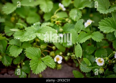 Wassertropfen auf Erdbeerblätter. Foto mit geringer Tiefenschärfe Stockfoto
