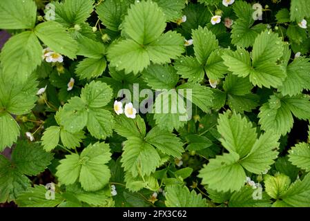 Erdbeerblätter mit Tau- oder Regentropfen. Foto mit geringer Tiefenschärfe Stockfoto