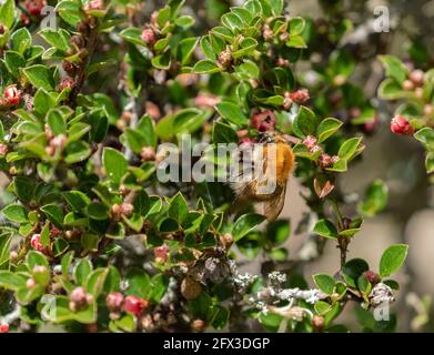 Eine Bummelkeule (bombus terrestris), die sich beim Blüten von einem Kokosasterstrauch ernährt. Stockfoto