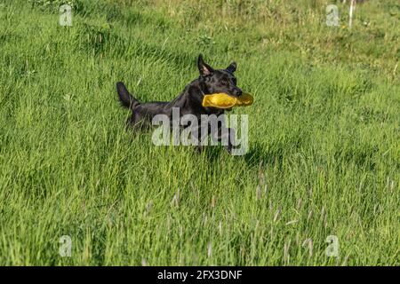 Ein schwarzer labrador Retriever, der mit einem Schützenpummy spielt. Stockfoto