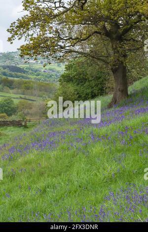 Ein Fleck englischer Bluebells unter einem Baum in Baildon, Yorkshire, England. Stockfoto