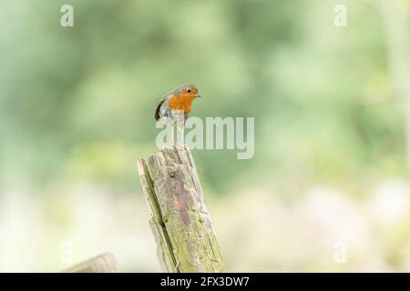 Ein Rotkehlchen (UK), der auf einem Holzpfosten thront. Das Rotkehlchen hält Nahrung in seinem Schnabel. Stockfoto